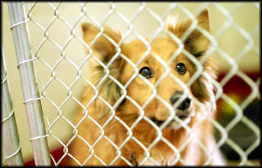 20010323_animal_shelter04